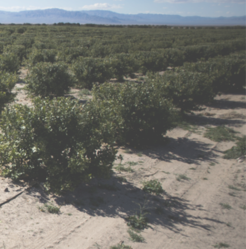 California orchard