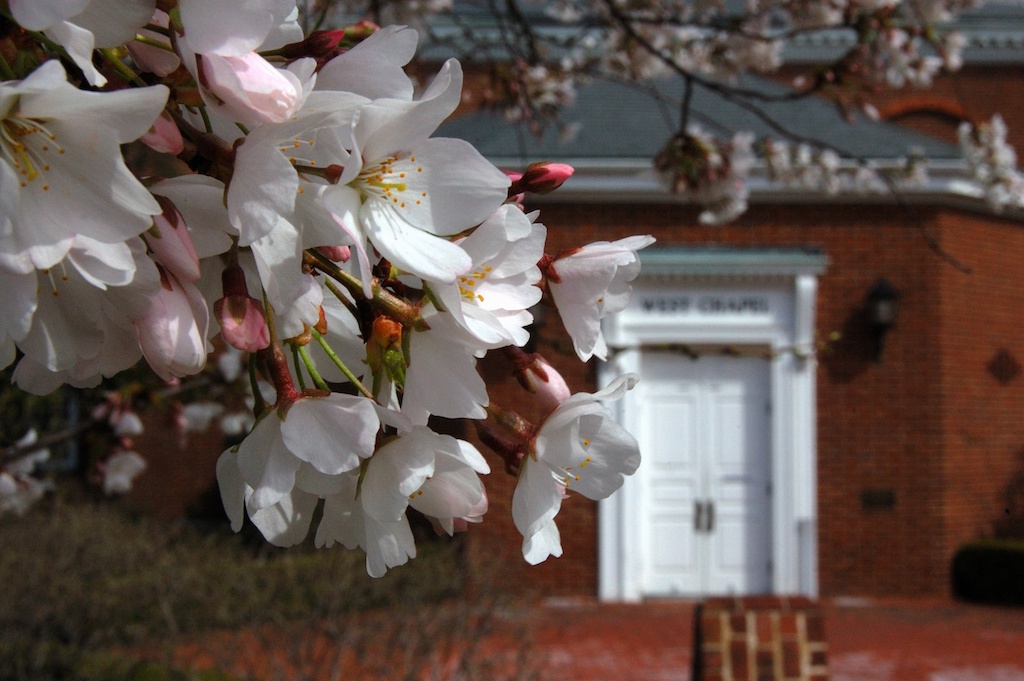 Cherry blossoms at West Chapel, University of Maryland, College Park. Spring Chapel