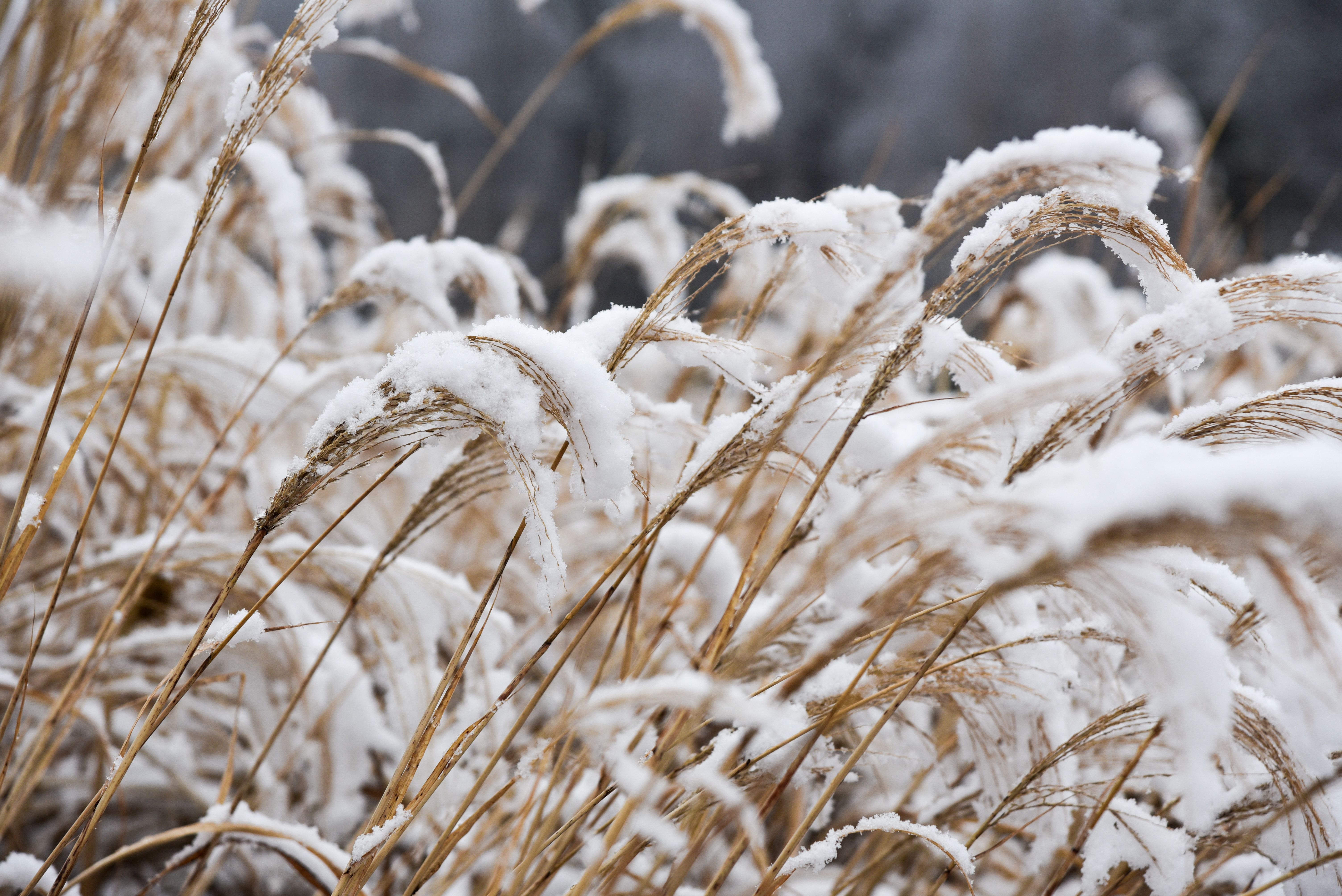 Snow on the ground and grass.