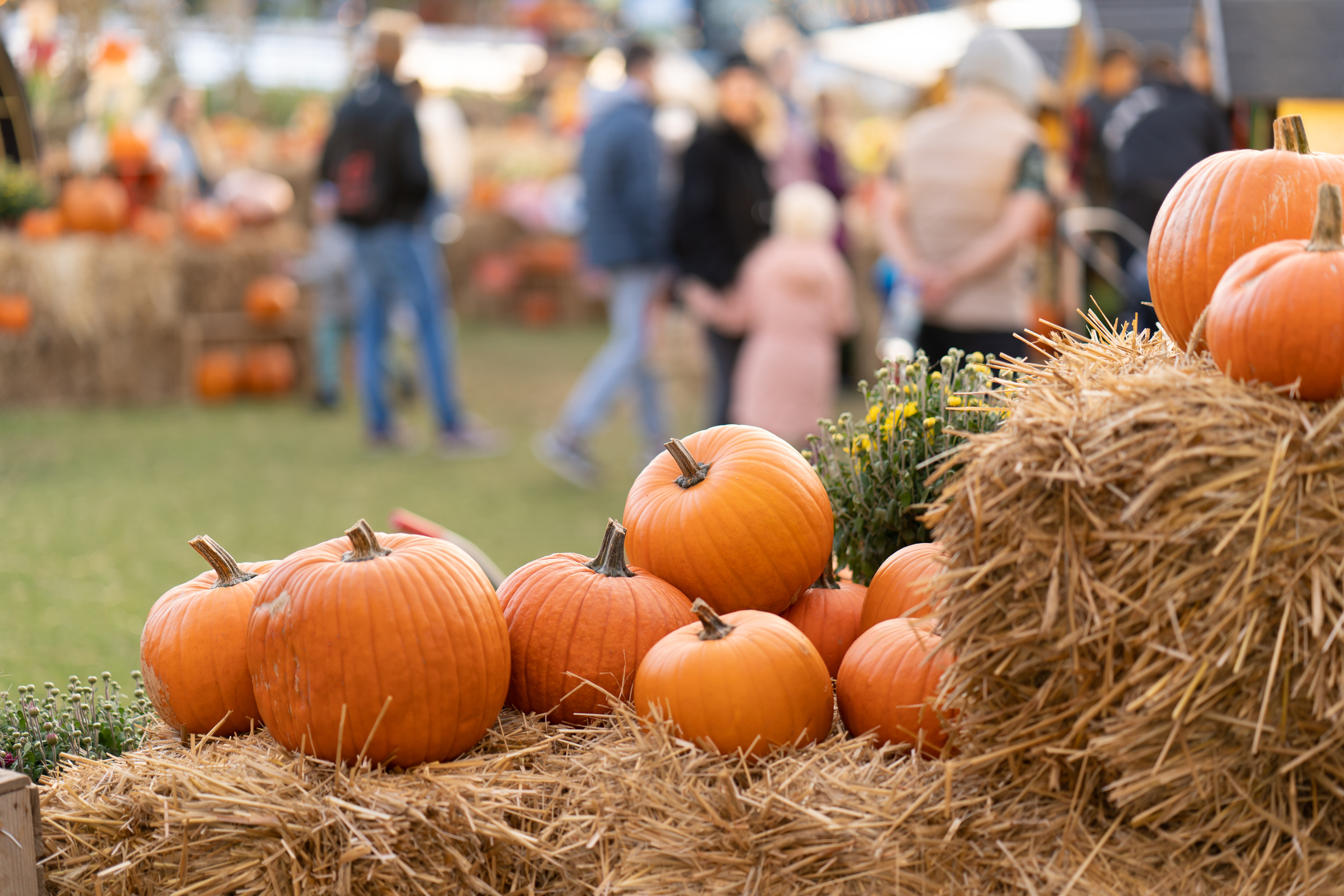 Pumpkins piled on top of straw bales with people walking behind.